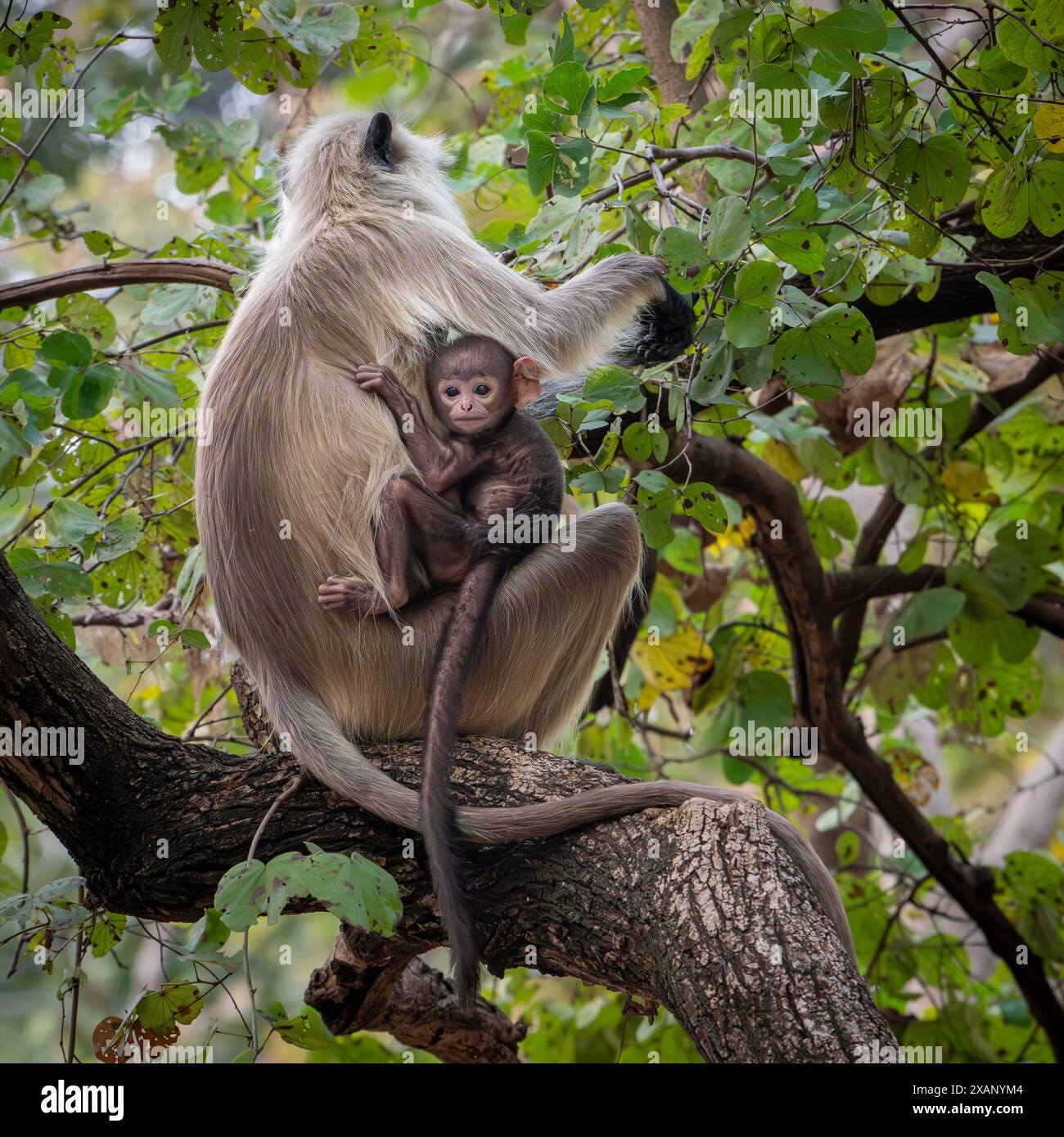 Lingua indiana scimmia madre e bambino (Presbytis entellus) Foto Stock