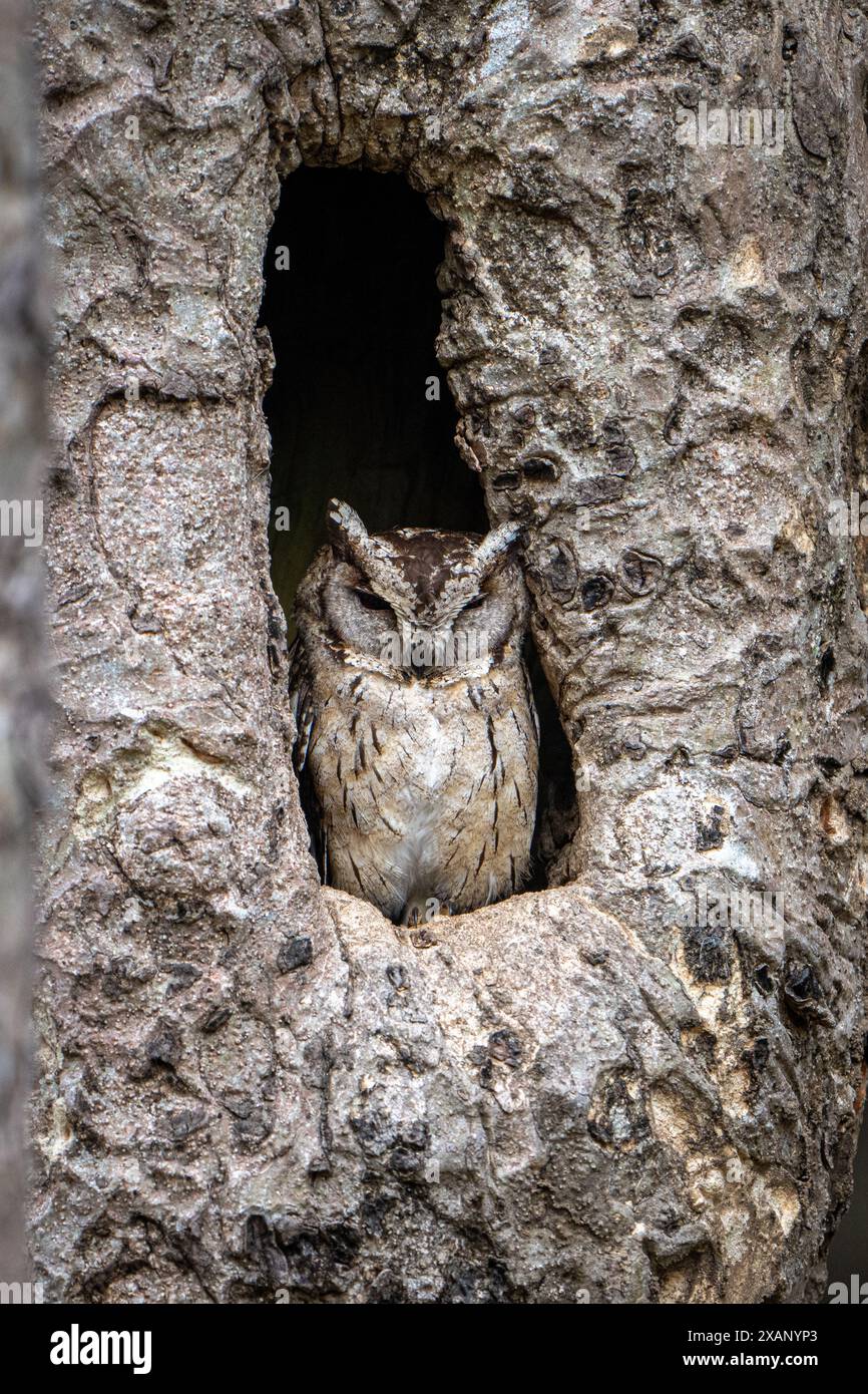 Gufo-palude indiano (Otus bakkamoena bakkamoena) Foto Stock