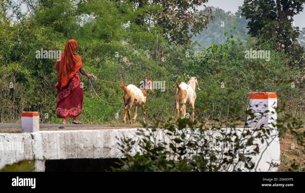 Lady Leading Goats, Rural Farming Village Foto Stock