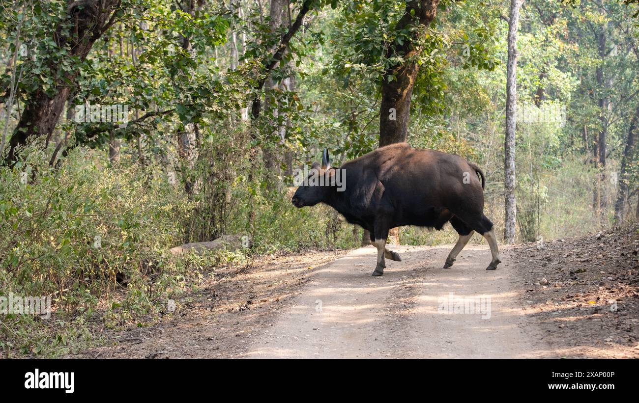 Indiano Gaur o bisonte (Bos gaurus) che corre su una pista Foto Stock