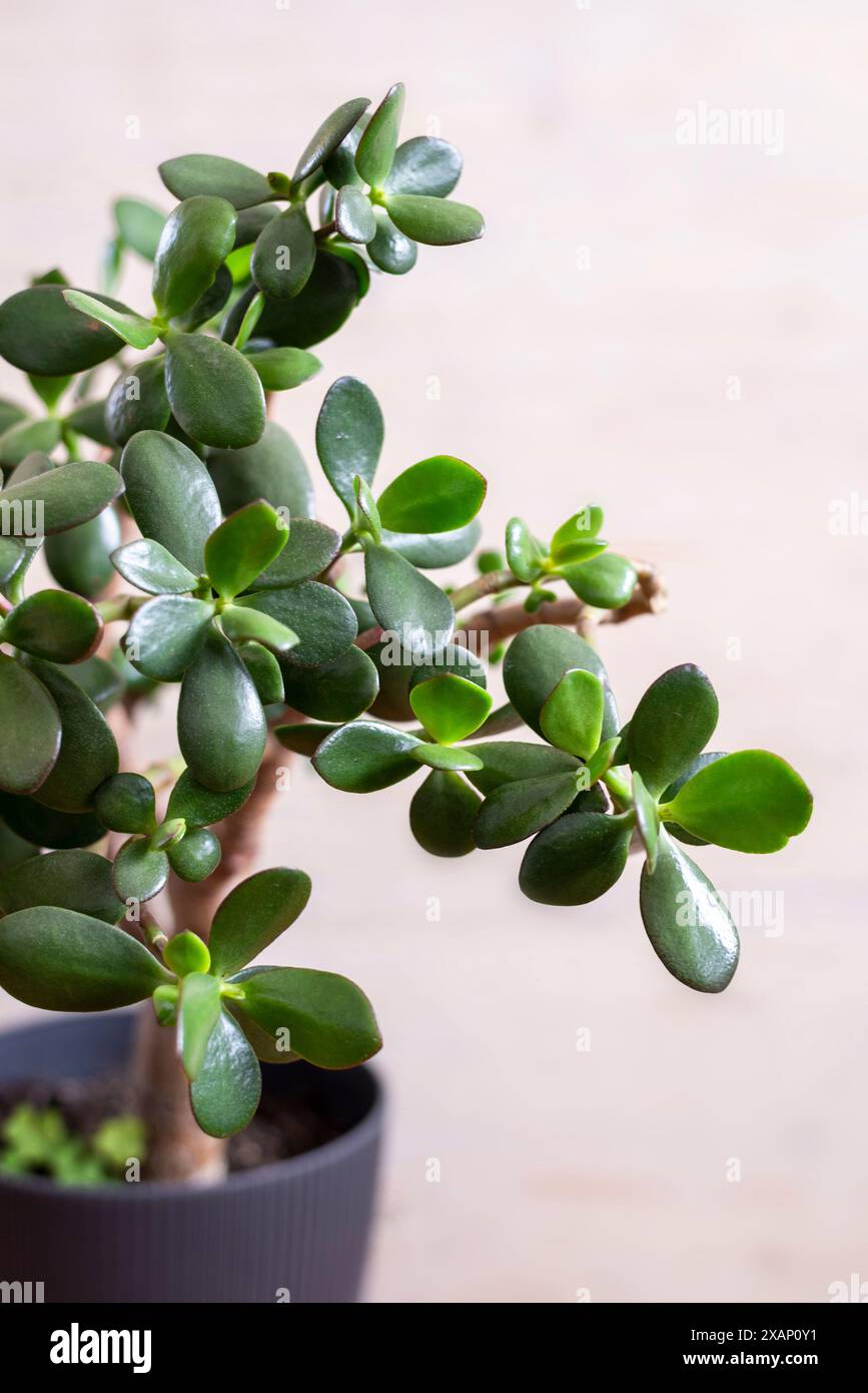 Piante di giada (Crassula ovata), a volte chiamato albero dei soldi, pianta popolare della casa generalmente facile da curare. Una pianta preferita spesso usata come bonsa Foto Stock
