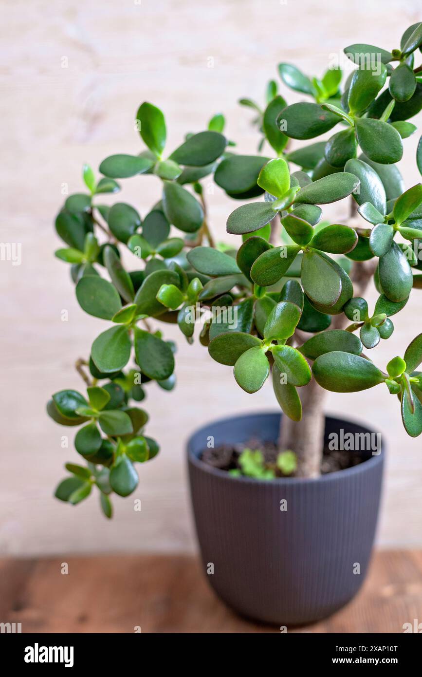 Piante di giada (Crassula ovata), a volte chiamato albero dei soldi, pianta popolare della casa generalmente facile da curare. Una pianta preferita spesso usata come bonsa Foto Stock
