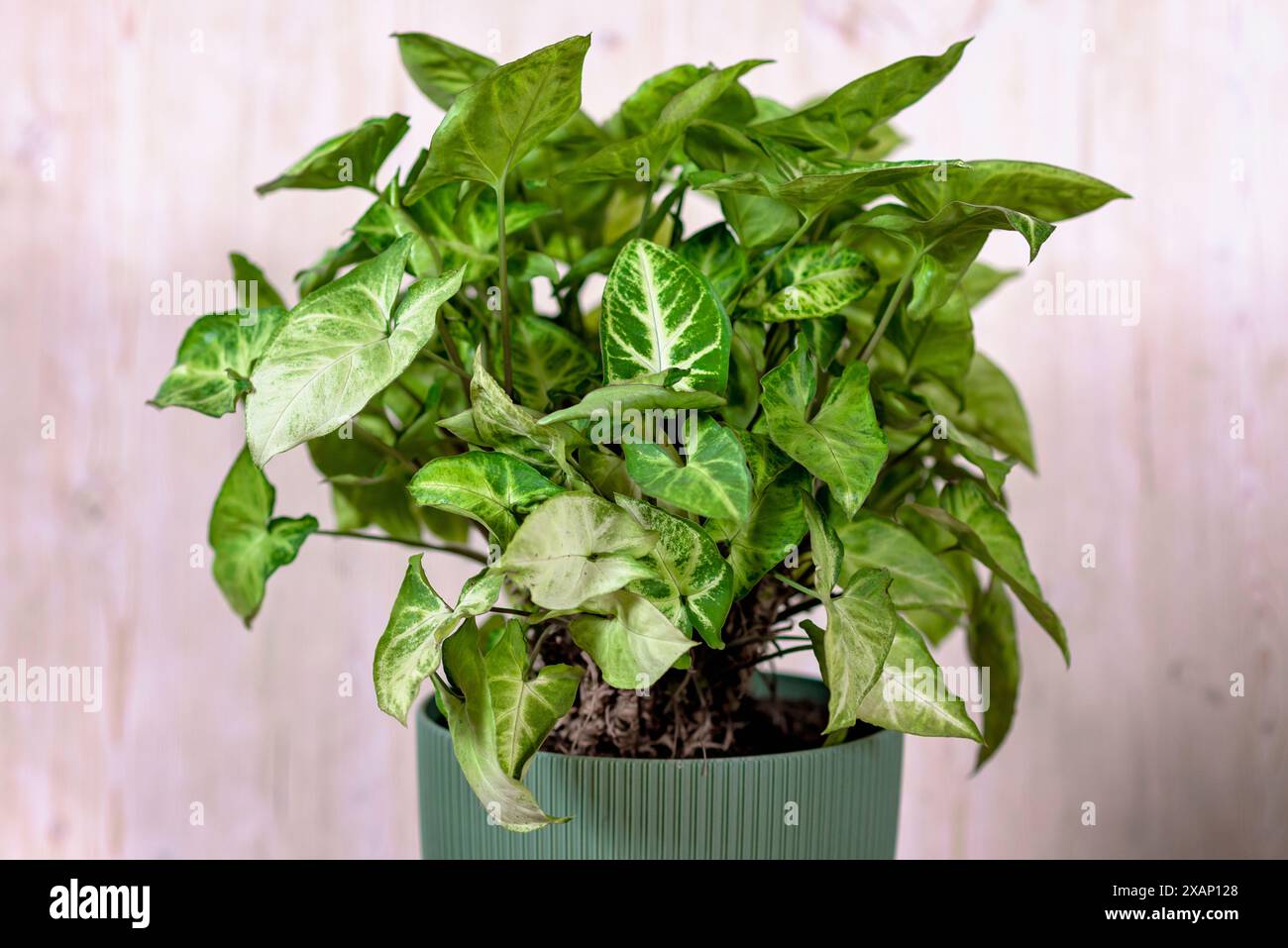 Syngonium podophyllum. pianta di casa con strisce gialle su foglie verdi. Syngonium auritum fiore in vaso verde in studio. Arrowhead Vine Houseplant Foto Stock