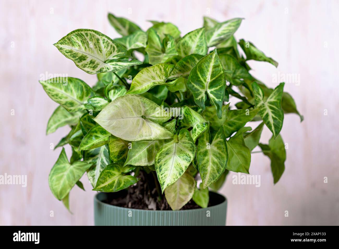 Syngonium podophyllum. pianta di casa con strisce gialle su foglie verdi. Syngonium auritum fiore in vaso verde in studio. Arrowhead Vine Houseplant Foto Stock