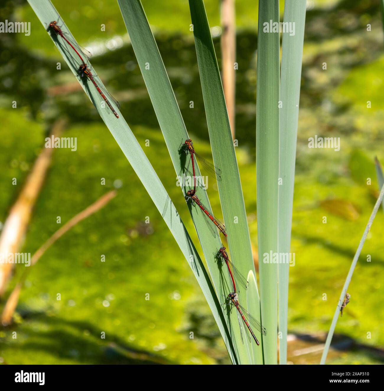 Grandi Damselflies rosse nel poliziotto Foto Stock
