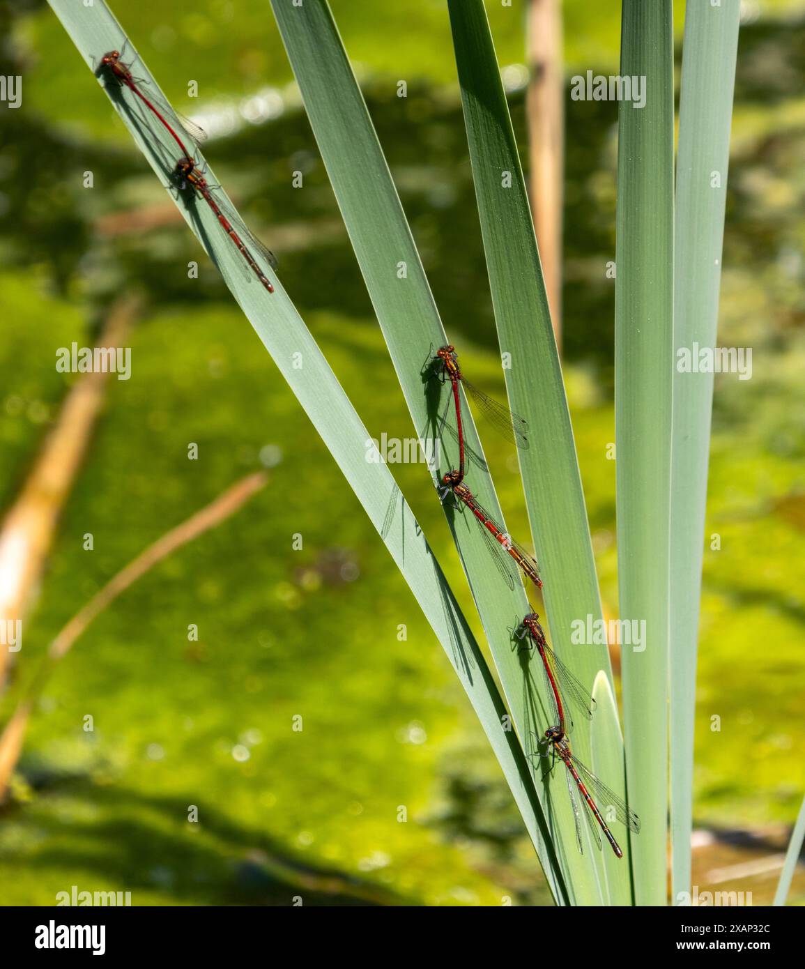 Grandi Damselflies rosse nel poliziotto Foto Stock