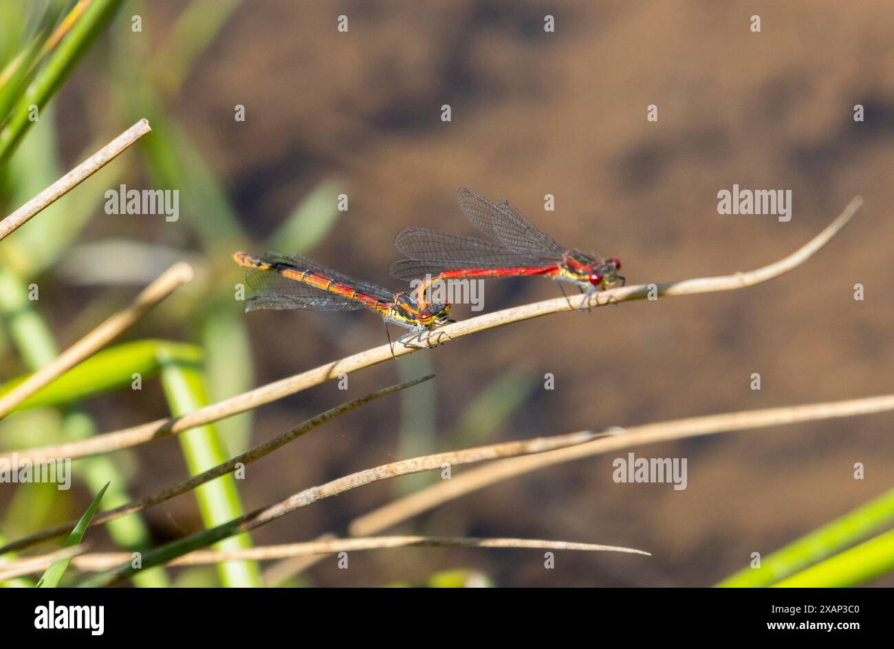 Grandi Damselflies rosse nel poliziotto Foto Stock