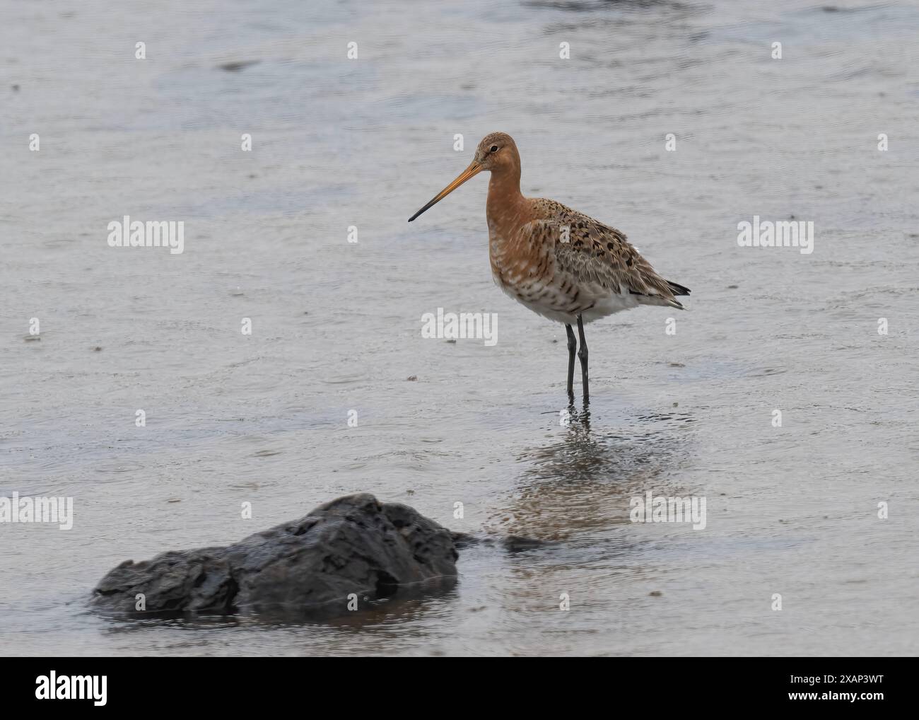 Godwit coda nera (Limosa limosa), che si nutre in piccoli lochan, in lingua cornica, Uig, nell'isola di Lewis, nelle isole occidentali, Scozia Foto Stock