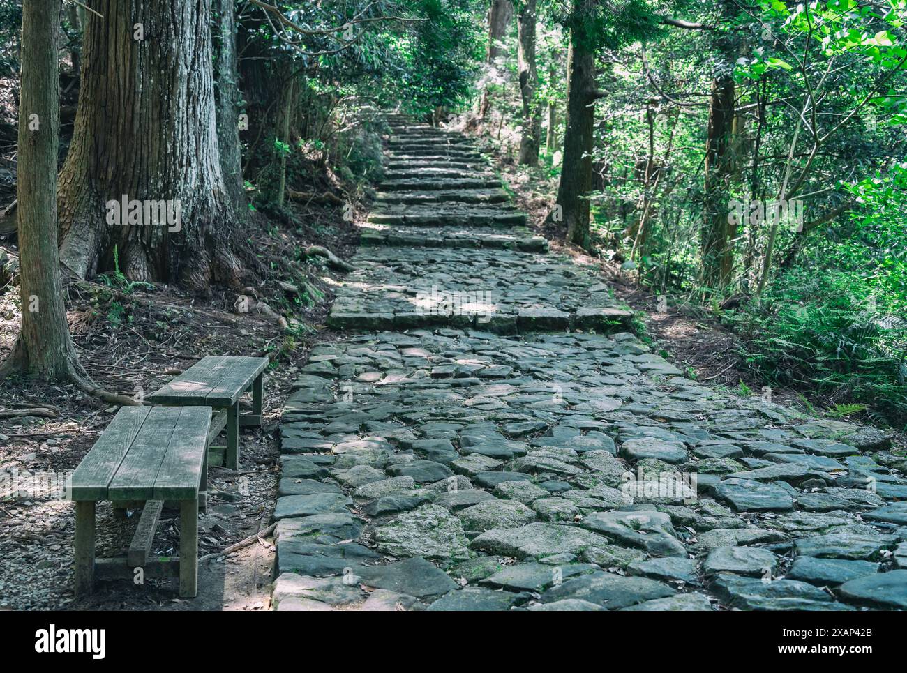 Sentiero acciottolato attraverso la foresta di antichi cedri, parte della strada dei pellegrini Kumano Kodo - Nakahechi Daimon-saka in Giappone. Foto Stock