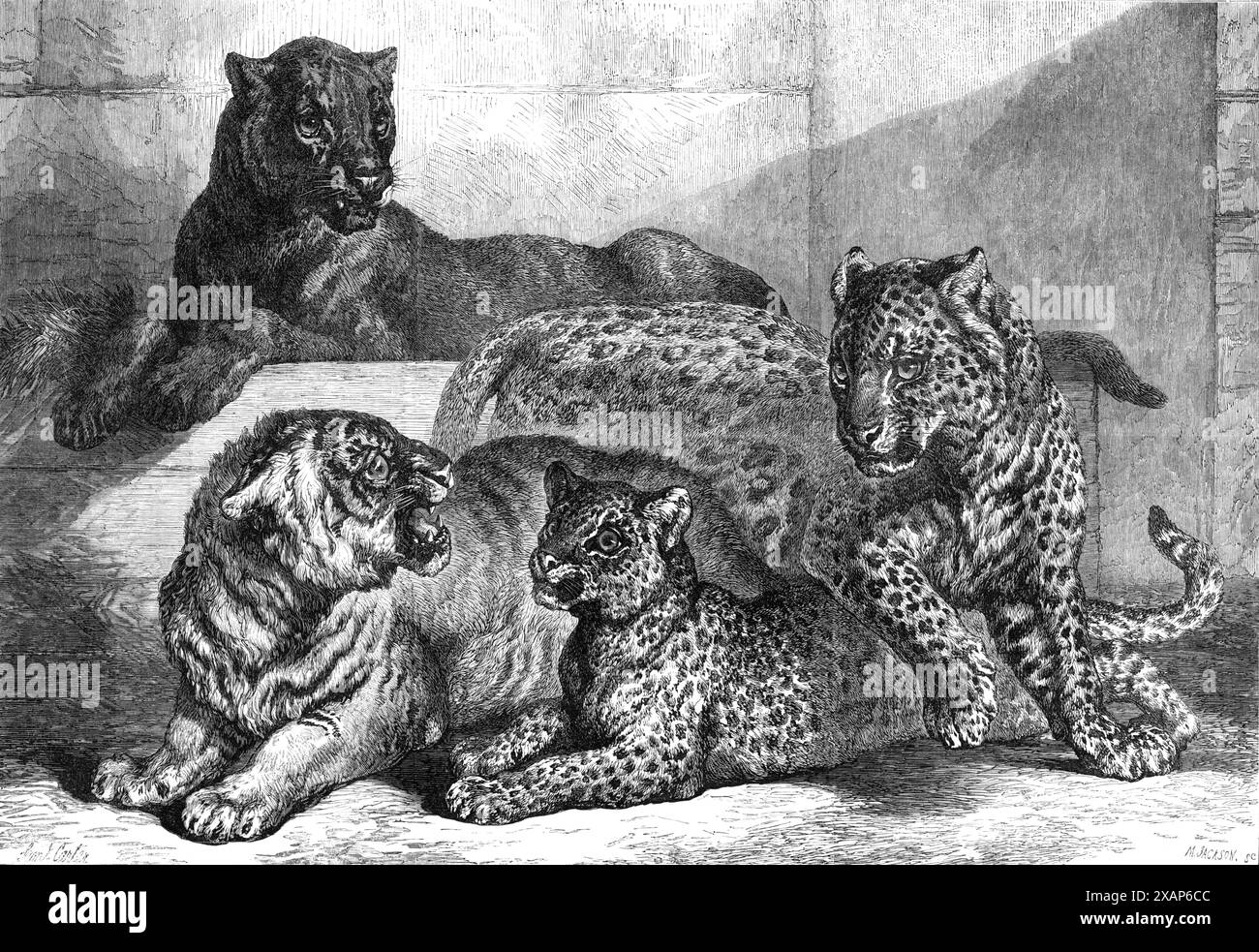 Leopardi e tigre aggiunti di recente alla collezione della Zoological Society, Regent's Park, 1868. "Alcune preziose aggiunte sono state fatte ultimamente alla collezione della società Zoologica di Londra nei Regent's Park Gardens, che attirerà tanti visitatori come l'anno scorso, quando le giornate luminose e soleggiate torneranno al nostro clima. Quattro dei nuovi esemplari di grande carnivora sono rappresentati nell'incisione, da un disegno del signor S. Carter. Sono il leopardo nero (felis leopardus) presentato alla società Zoologica dal maggiore John Pearse, del Madras staff Corps; un piccolo leopardo di Zanziba Foto Stock