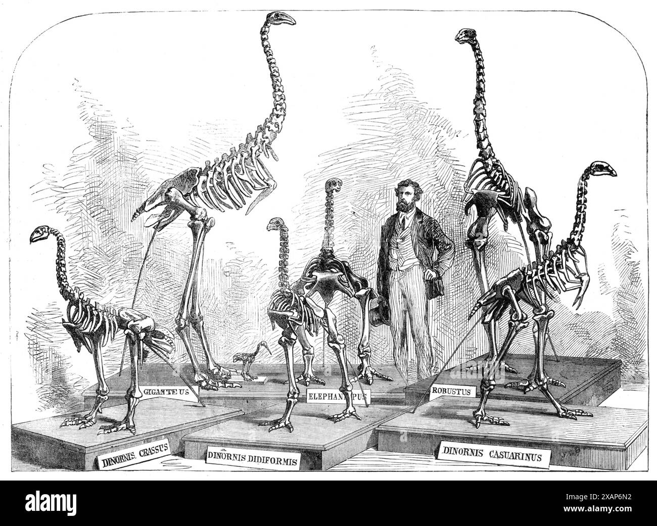 Scheletri del Dinornis nel Canterbury Museum, nuova Zelanda, 1868. Incisione da una fotografia del '...Dinornis, or Moa, un gigantesco uccello estinto della nuova Zelanda...[trovato in] una torba palude a Glenmark, nella provincia di Canterbury... Dr T. [sic] Haast, F.R.S., il geologo del governo di Canterbury, ha effettuato ulteriori estesi scavi nella stessa località... il risultato di questi scavi è stato estremamente soddisfacente, poiché il Dr. Haast ha ottenuto ossa di più di un centinaio di esemplari, appartenenti a circa dodici specie del Dinornis. Da questi, con l'aiuto del signor Fuller, taxi Foto Stock