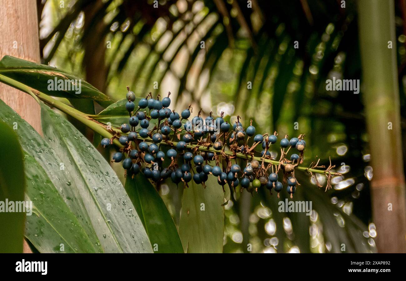 Bacche blu di zenzero nativo australiano, Alpinia caerulea che cresce nel sottobosco della foresta pluviale subtropicale nel Queensland. Bush Tucker (commestibile) Foto Stock