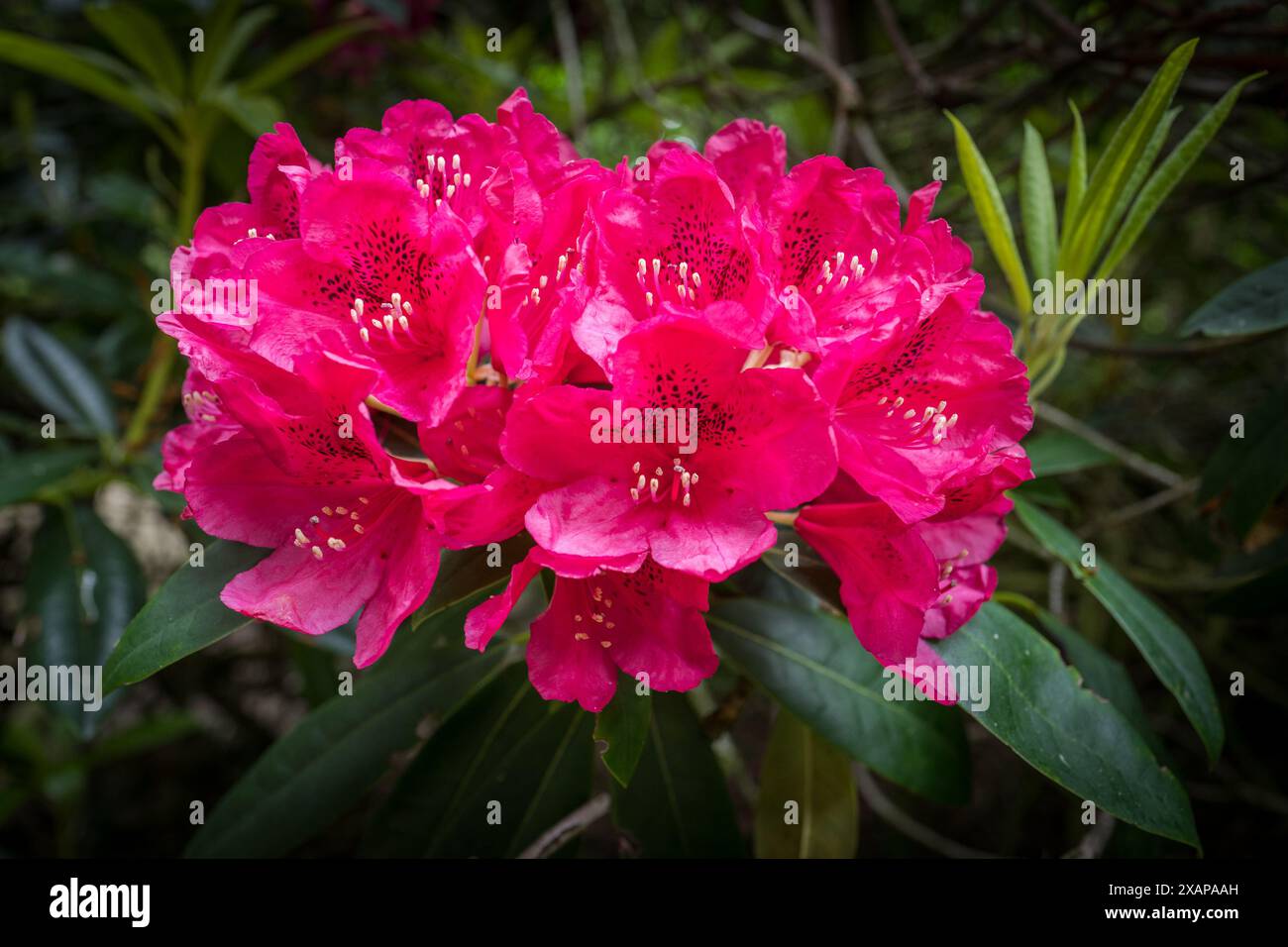 Rododoendron piante ibride resistenti sempreverdi in piena fioritura rossa. Foto Stock