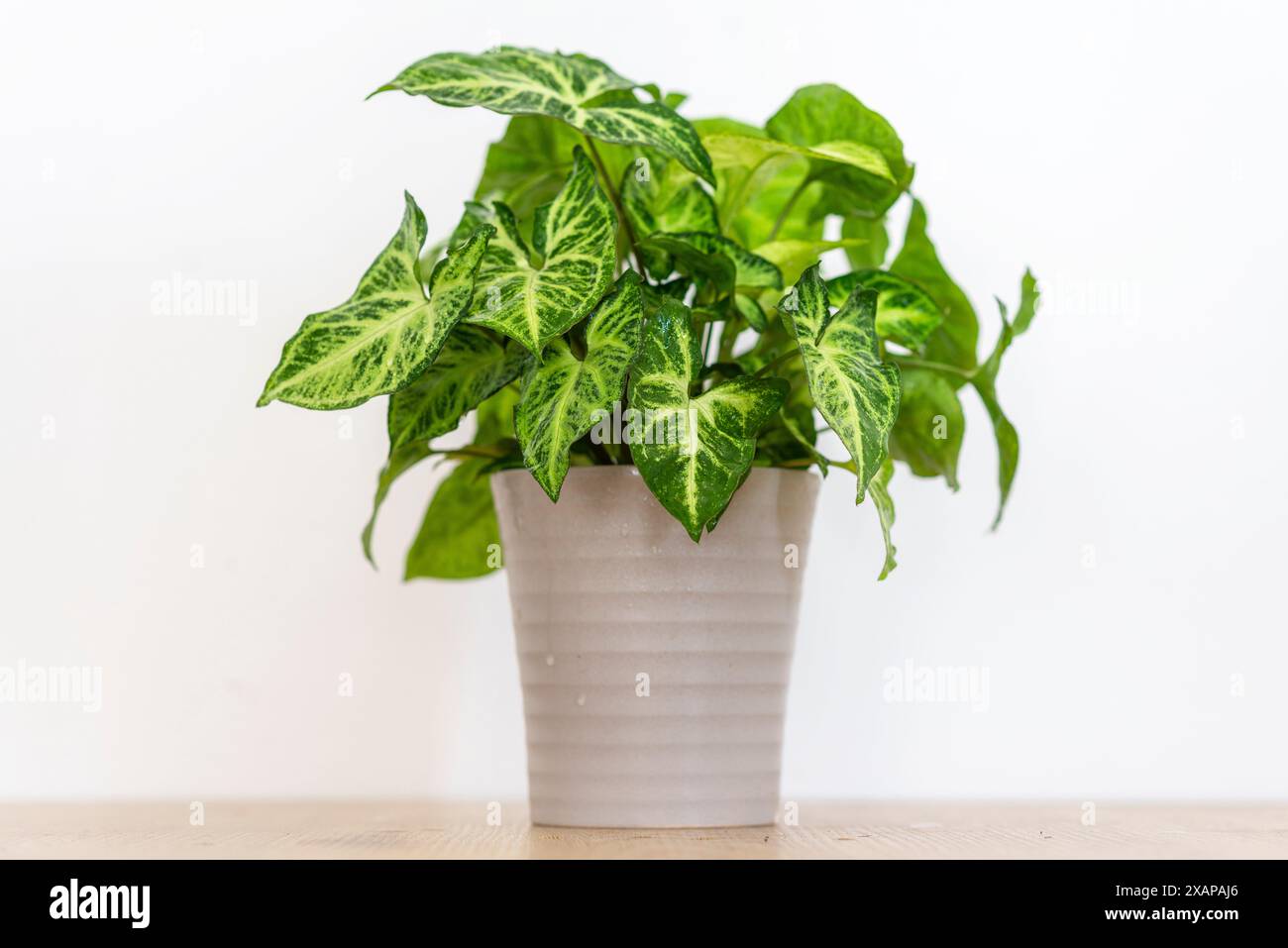 Pianta d'casa Syngonium podophyllum con strisce gialle su foglie verdi Foto Stock