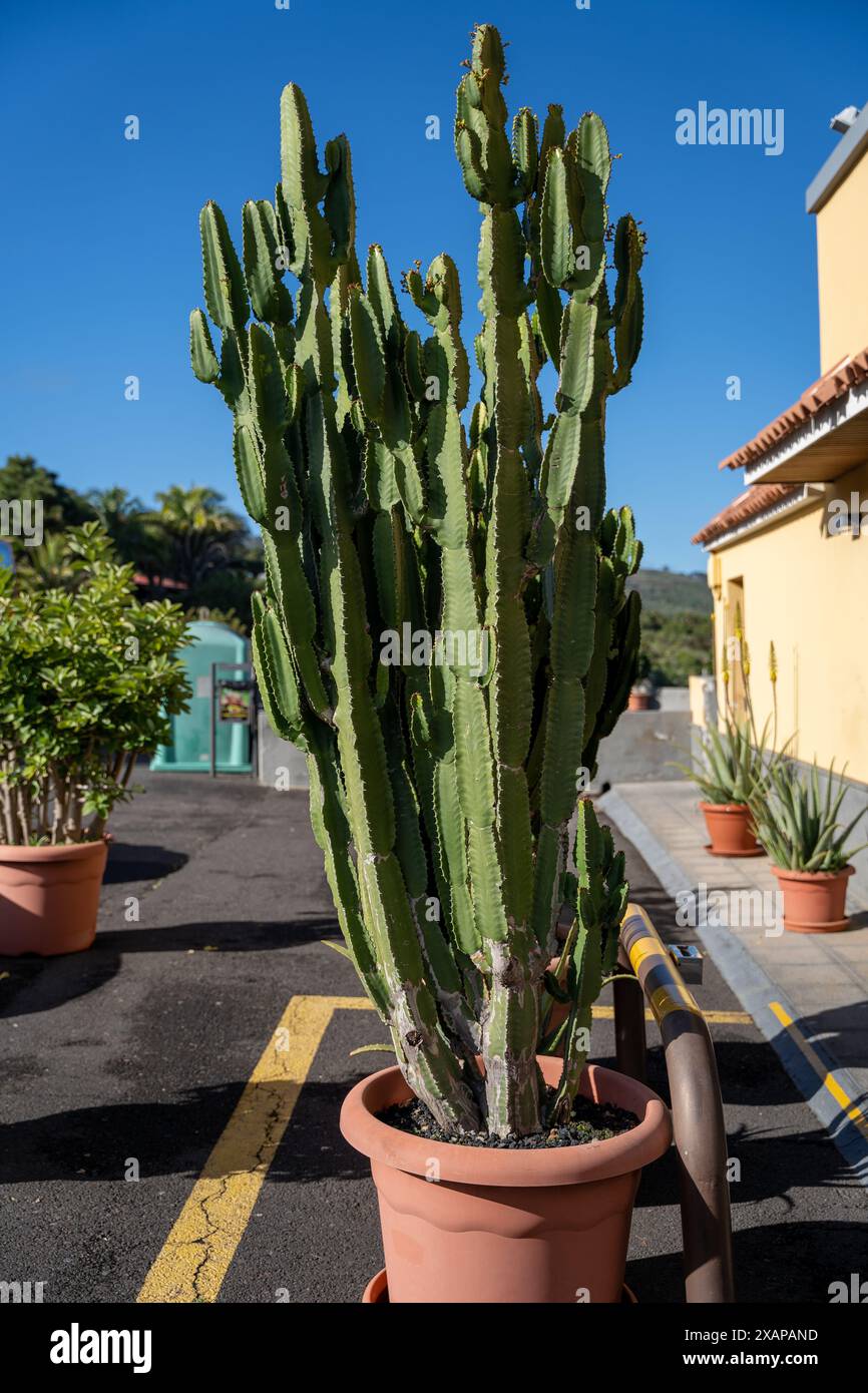 Albero di Candelabra (Euphorbia candelabrum) in una pentola Foto Stock