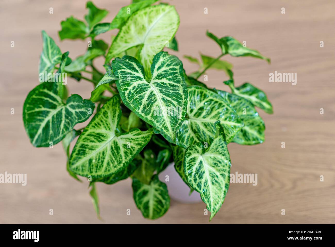 Syngonium podophyllum, denominazioni comuni: arrowhead, arrowhead vine, arrowhead philodendron, Goosefoot, African Evergreen, e americano sempreverde, W. Foto Stock