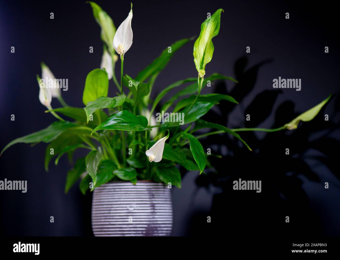 Pianta Artificiale Zamioculcas In Vaso – 7 Rami, 70 Cm – Perfetta Per Ufficio E Casa, Sempre Verde - copertina