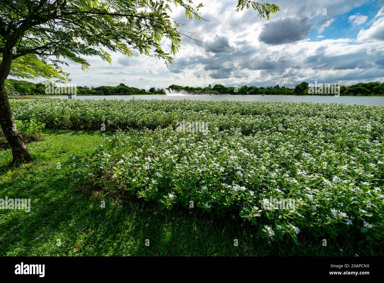 Parco Rama 9 a Bangkok Foto Stock