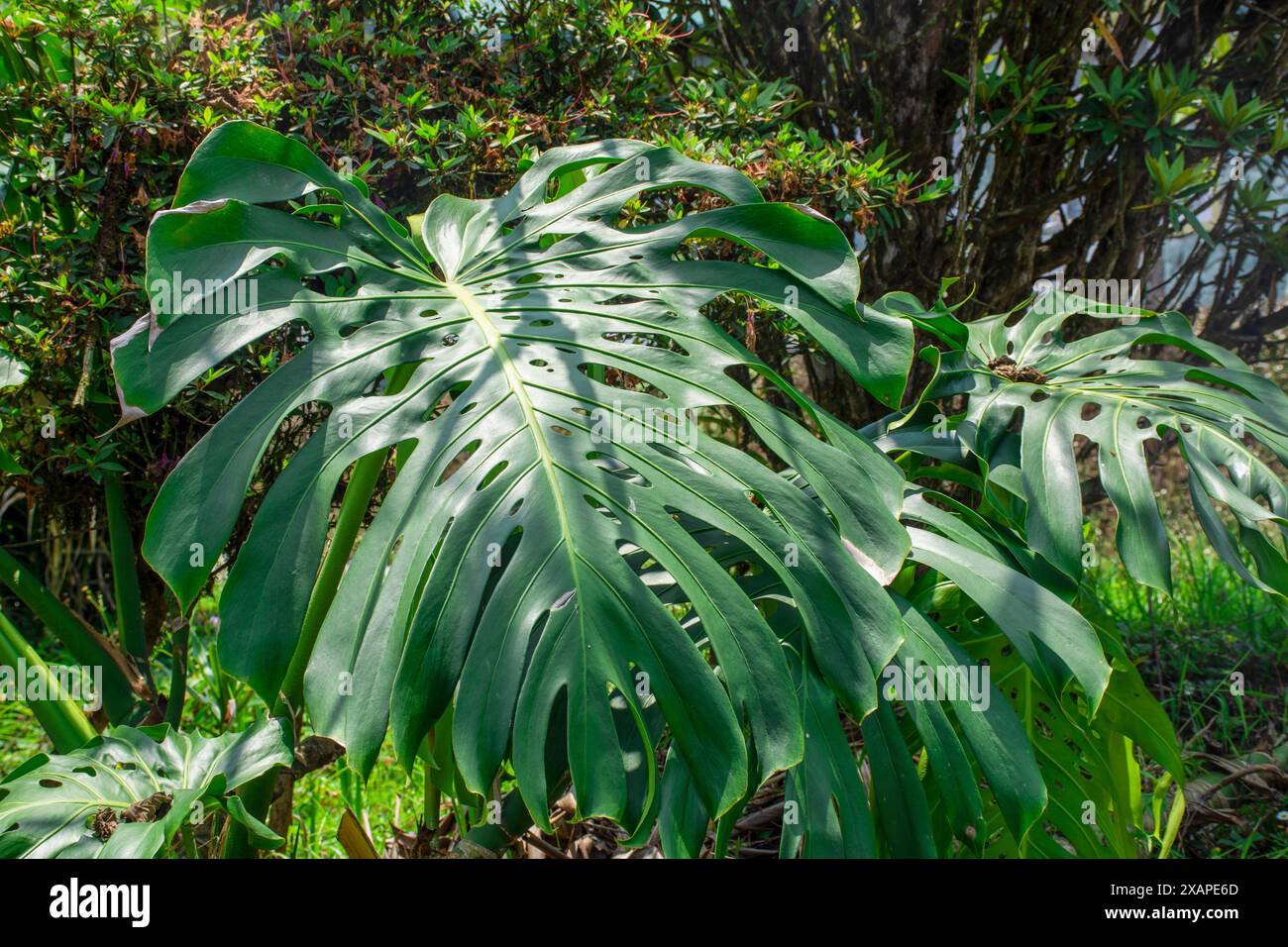 La pianta di Monstera Deliciosa, nota anche come "caseificio", vanta grandi foglie lucide con fessure e buchi unici Foto Stock
