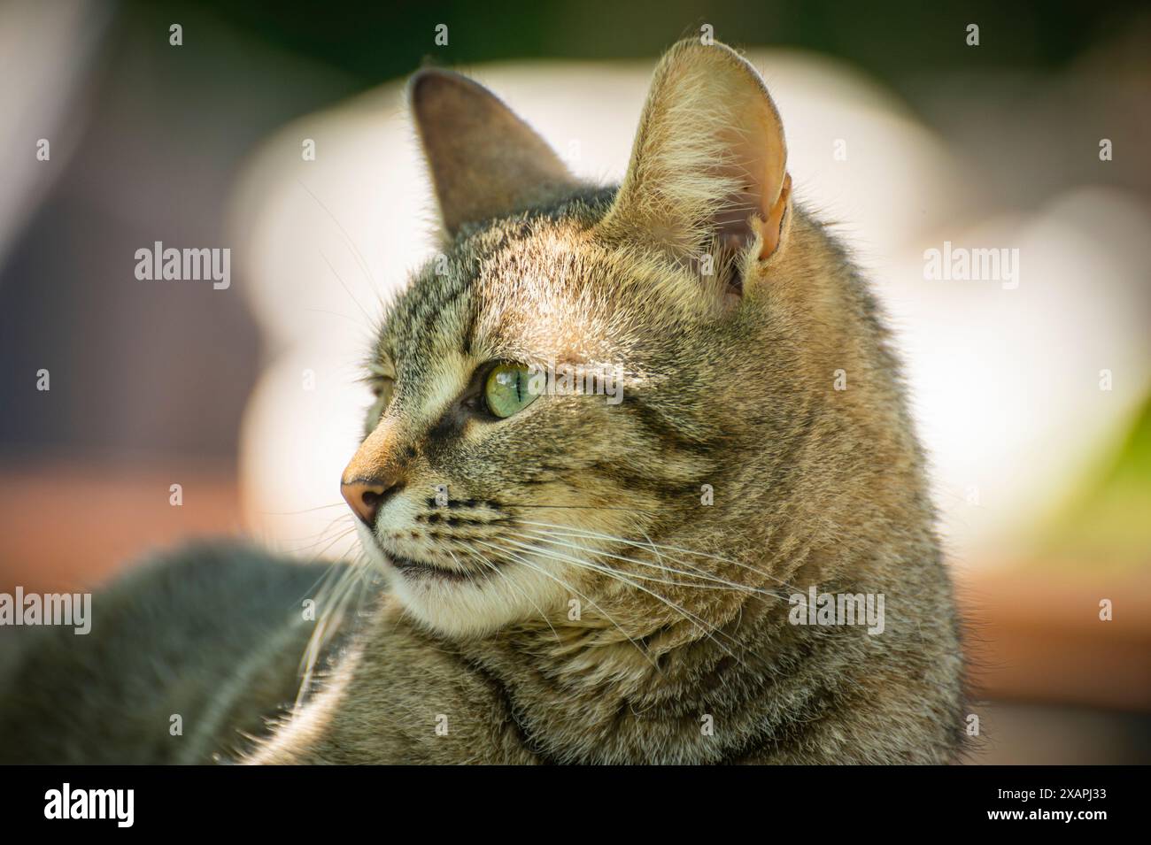 ritratto di un gatto tigre grigio domestico, godendosi il caldo clima primaverile Foto Stock