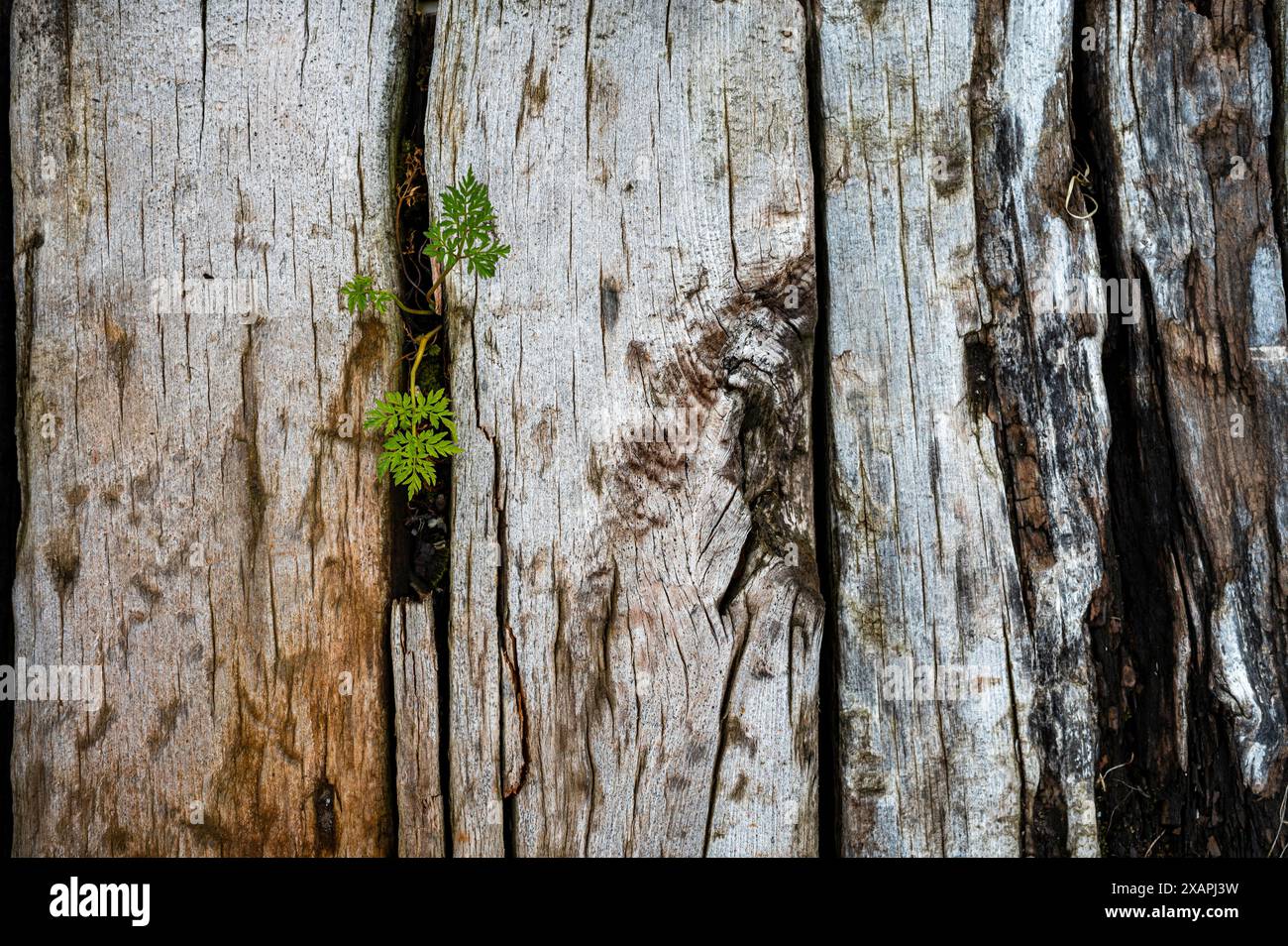 struttura in legno invecchiato, ex infrastruttura ferroviaria Foto Stock