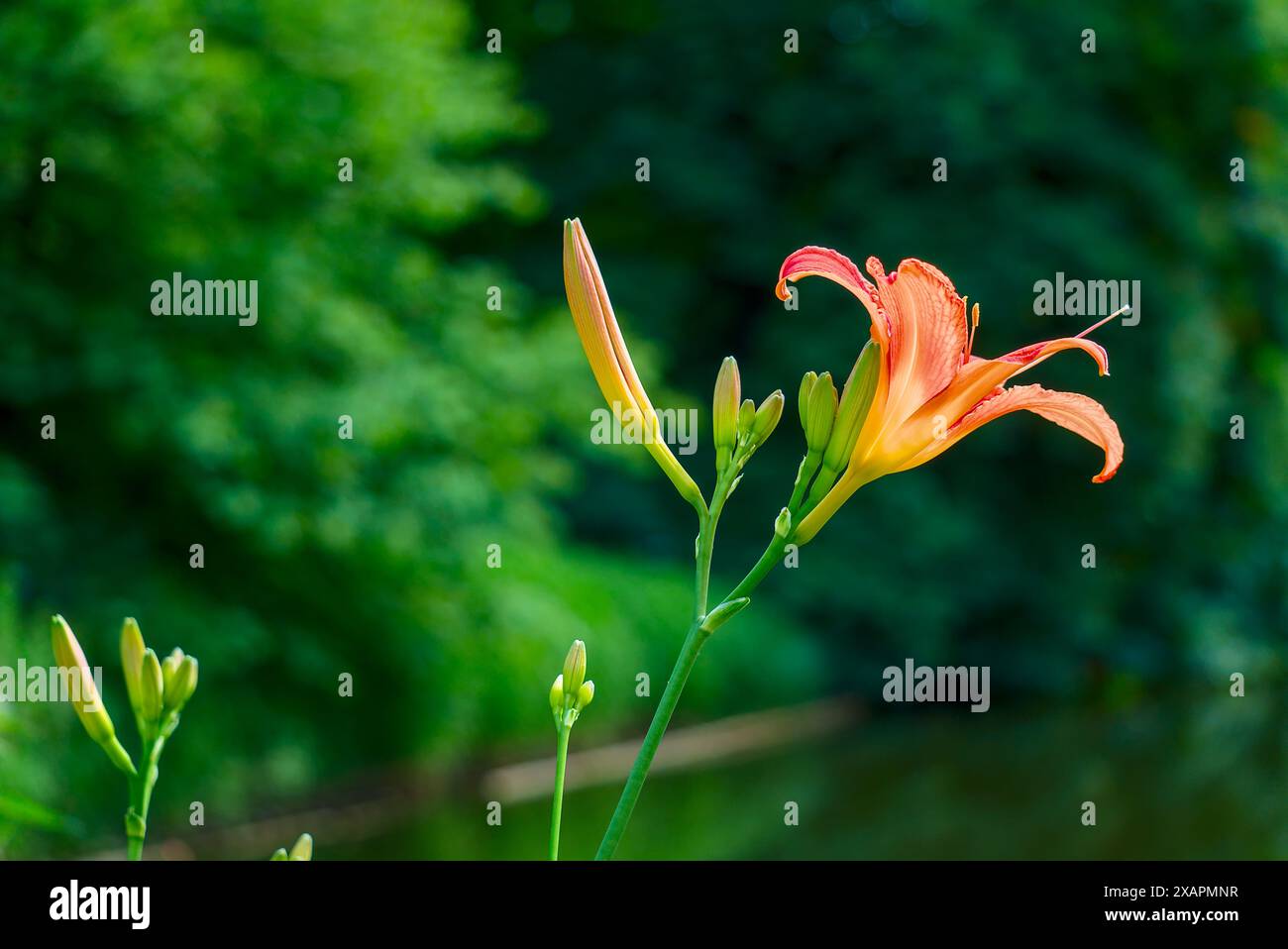 Un giglio arancione in piena fioritura, che mette in mostra i dettagli intricati dei suoi petali e lo stile su uno sfondo verde. Foto Stock