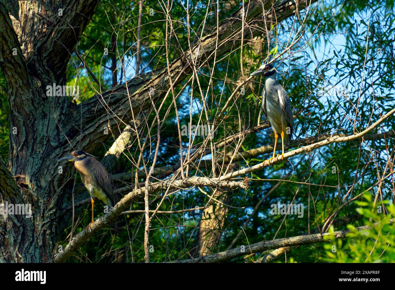 Green Heron e Night Heron con corona gialla appollaiano sulla diramazione. Parco cittadino di New Orleans, Louisiana, Stati Uniti. Foto Stock