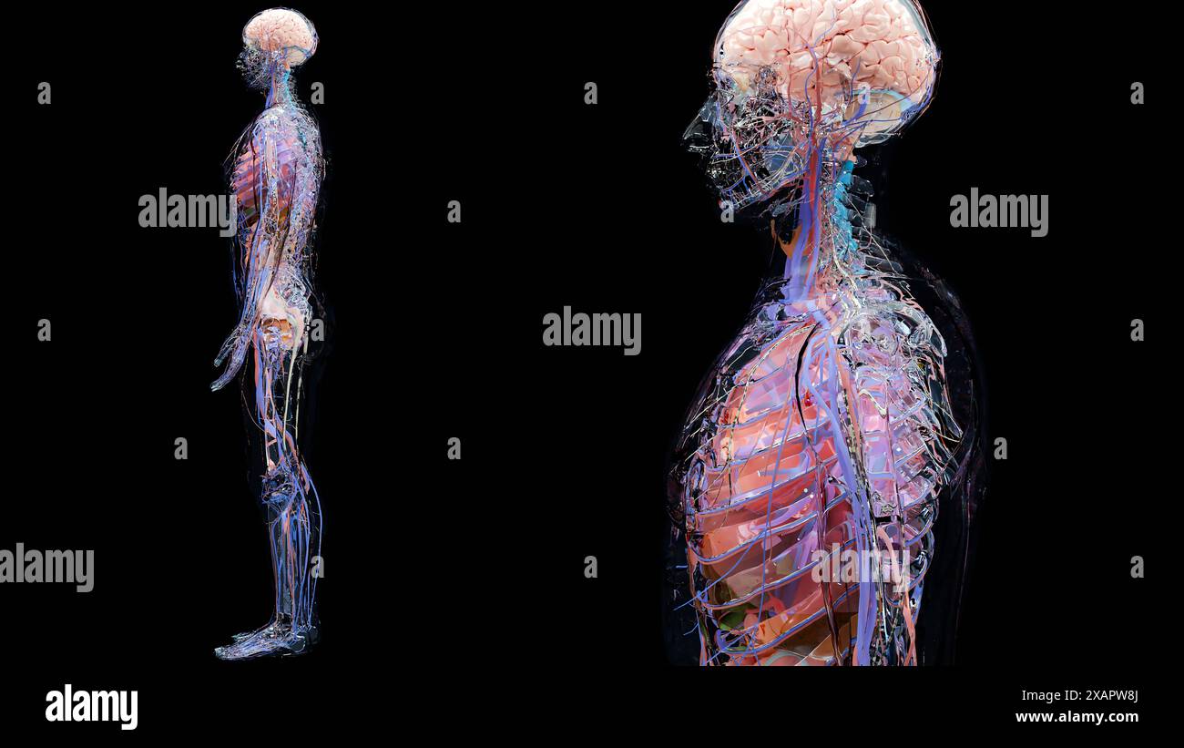 Anatomia umana, organi e ossa interni, parti del sistema respiratorio e digestivo e venoso nervoso circolatorio su sfondo nero, intestino e sto Foto Stock
