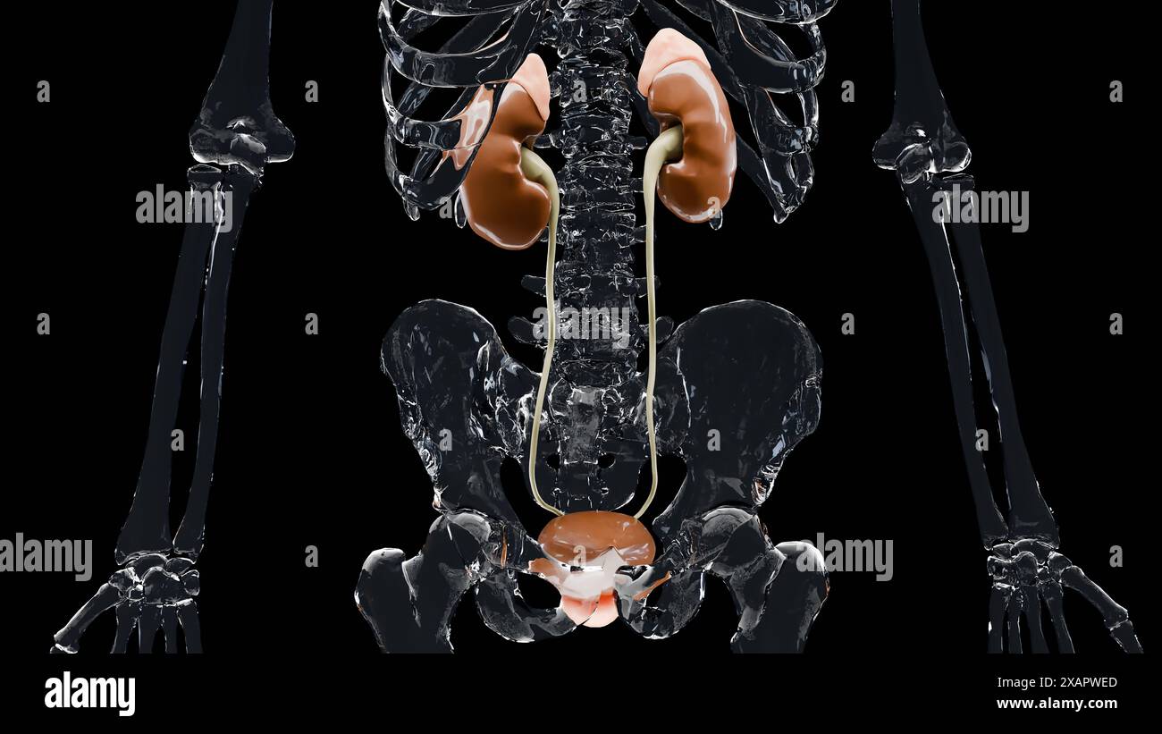 Sistema urinario, vescica maschile dettagliata e anatomia renale, urologia medica, sistema riproduttivo, vetro, rendering 3d. Foto Stock