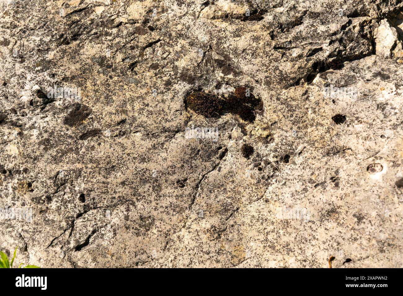 Consistenza di roccia vecchia, parzialmente ricoperta di licheni e muschio. Struttura ruvida, con scanalature. Foto Stock