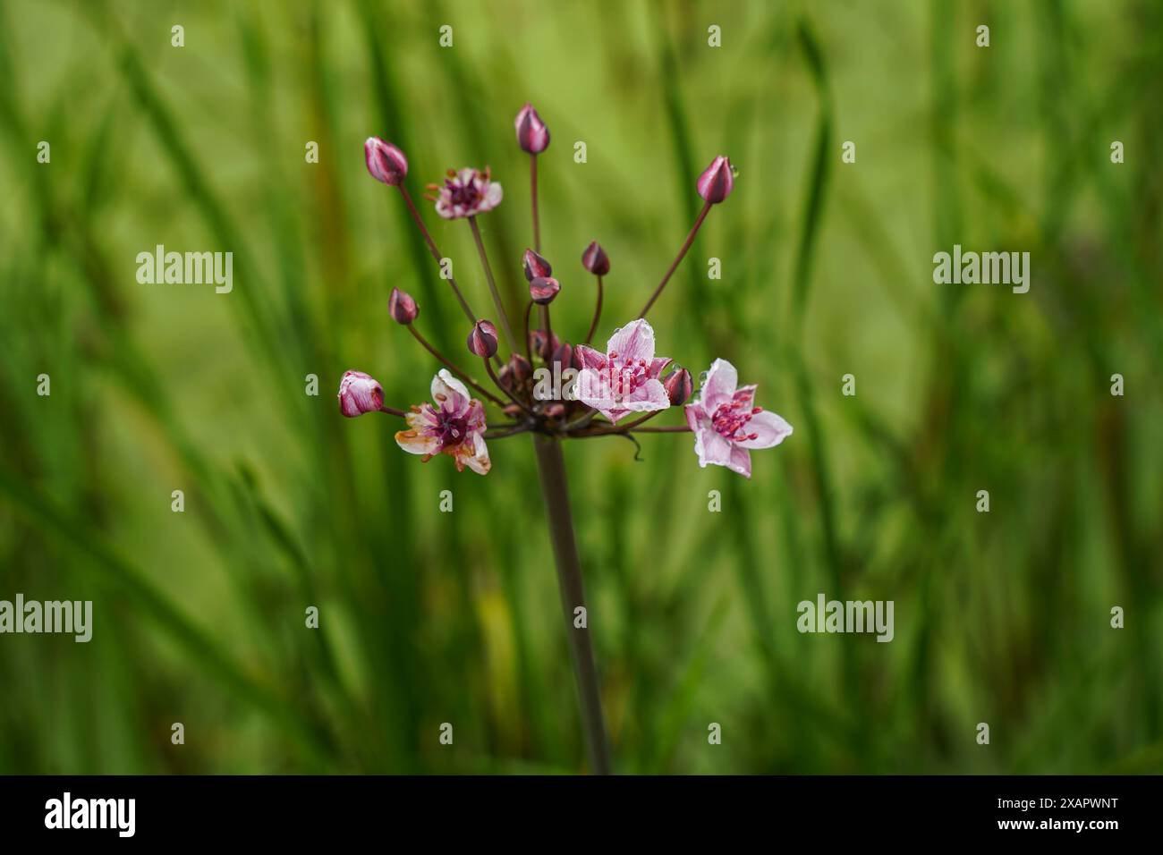 Butomus umbellatus, fioritura, prato, piante acquatiche, Paesi Bassi. Foto Stock