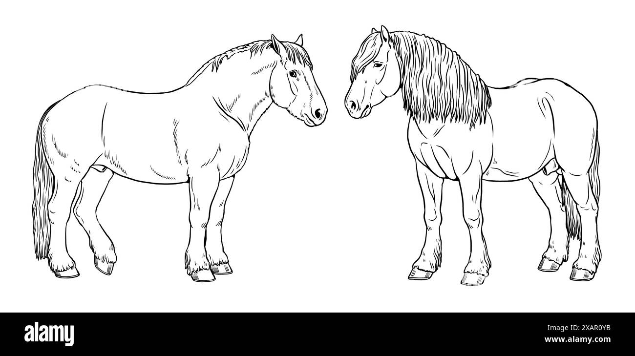 Illustrazione del cavallo da tiro - Percheron. Silhouette di cavalli pesanti. Foto Stock