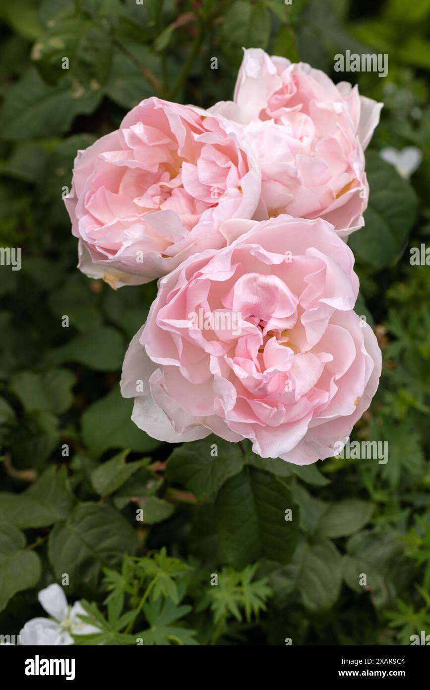 Primo piano di splendide rose rosa che fioriscono in un giardino estivo inglese a giugno, Inghilterra, Regno Unito Foto Stock