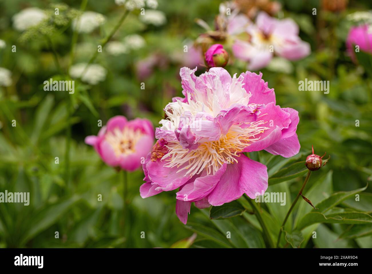 Primo piano della vista laterale di una peonia rosa (Paeonia) in piena fioritura in un giardino inglese a giugno, Inghilterra, Regno Unito Foto Stock