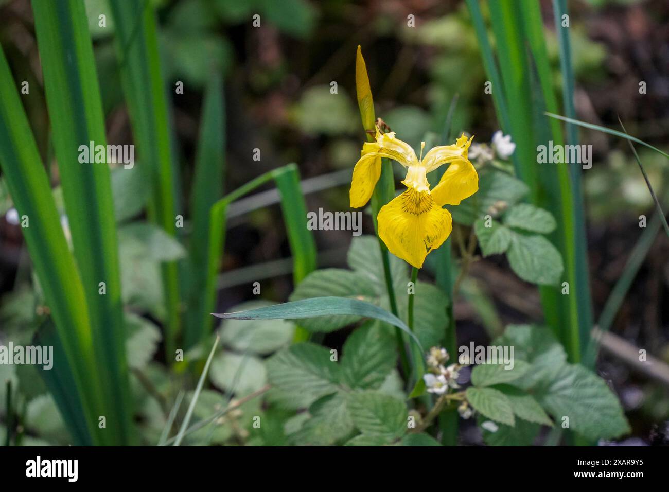 Bandiera gialla, iride gialla, o bandiera dell'acqua, pianta dell'acqua, Limburgo, Paesi Bassi. Foto Stock