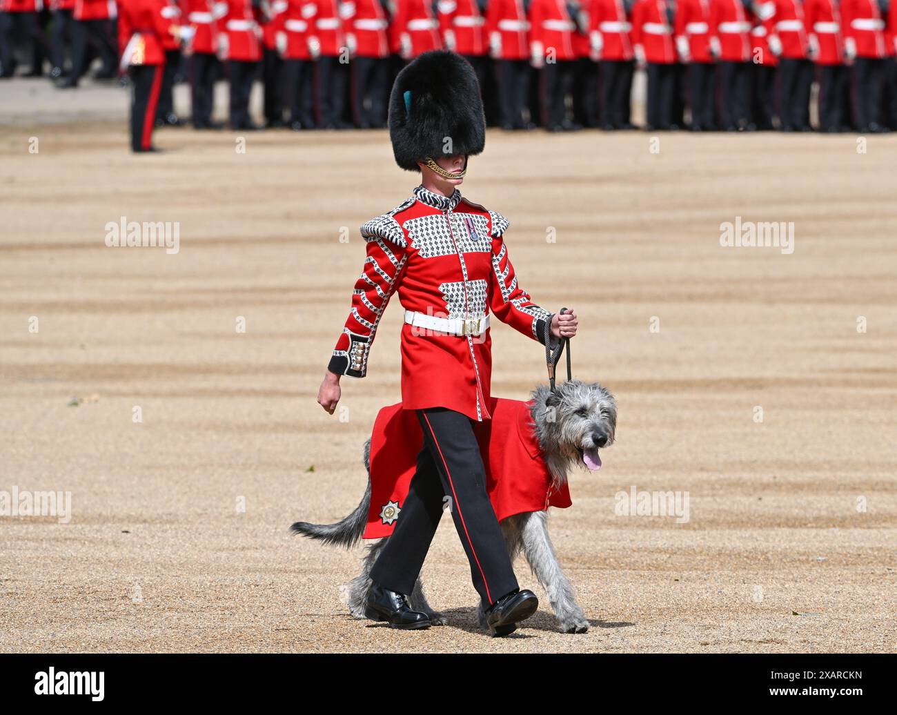 Londra, Regno Unito. 8 giugno 2024. Il batterista Ashley Dean con la Irish Guards Mascot, Turlough Mor 'Seamus' un Wolfhound irlandese al Colonel's Review con le Irish Guards che presentano il loro colore per la ceromonia 'Trooping the Colour' dove il saluto per la Colonel's Review è il tenente generale James Bucknall, KCB, CBE. Ex comandante della parata delle guardie a cavallo del corpo di reazione rapida alleato, Londra, Regno Unito. Crediti: LFP/Alamy Live News Foto Stock