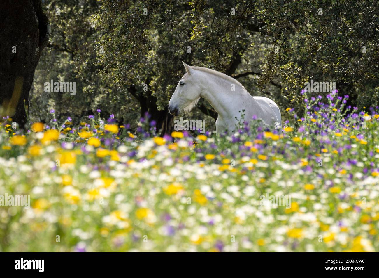 Cavalli in un mare di fiori, Aracena Circular Trail - Monte San Miguel - Aracena - PR-A 49, Cortijo Monte San Miguel, allevamento El Parralejo, Huelva, Andalusia, Spagna. Foto Stock