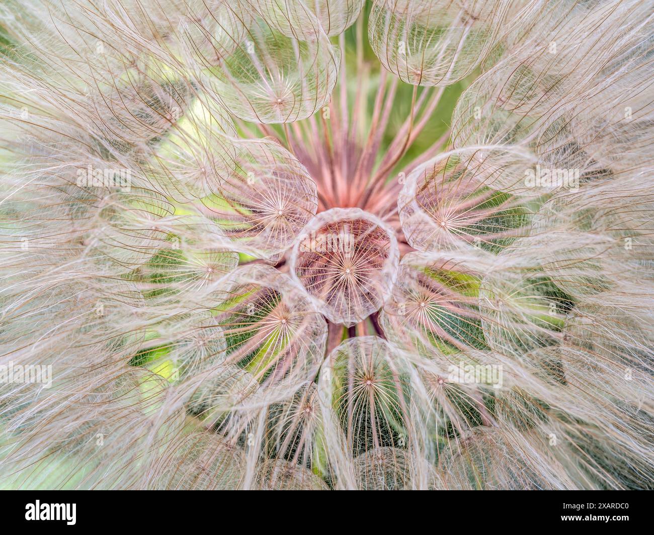 Primo piano estremo di un fiore di dente di leone Foto Stock