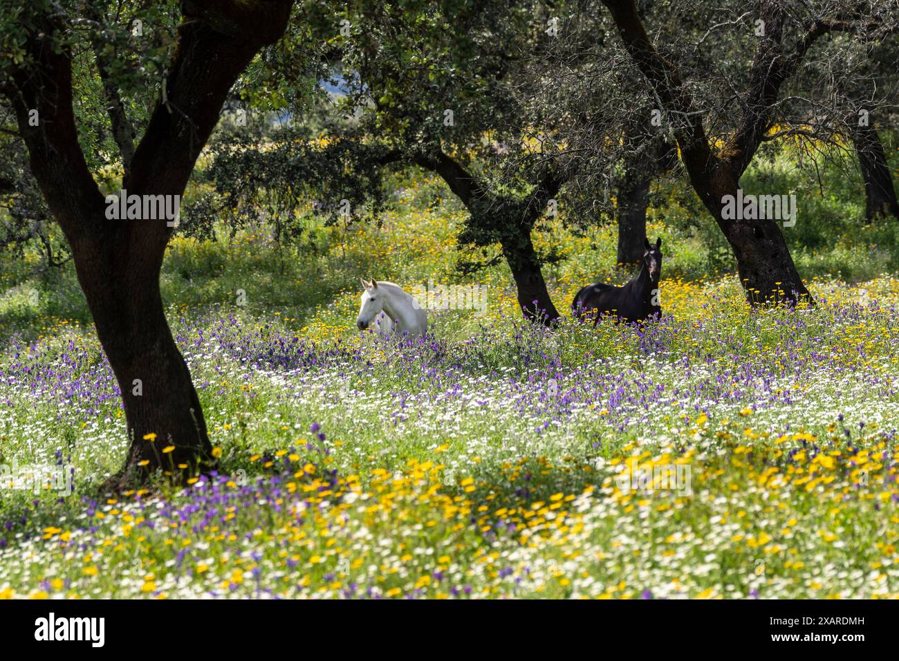 Cavalli in un mare di fiori, Aracena Circular Trail - Monte San Miguel - Aracena - PR-A 49, Cortijo Monte San Miguel, allevamento El Parralejo, Huelva, Andalusia, Spagna. Foto Stock