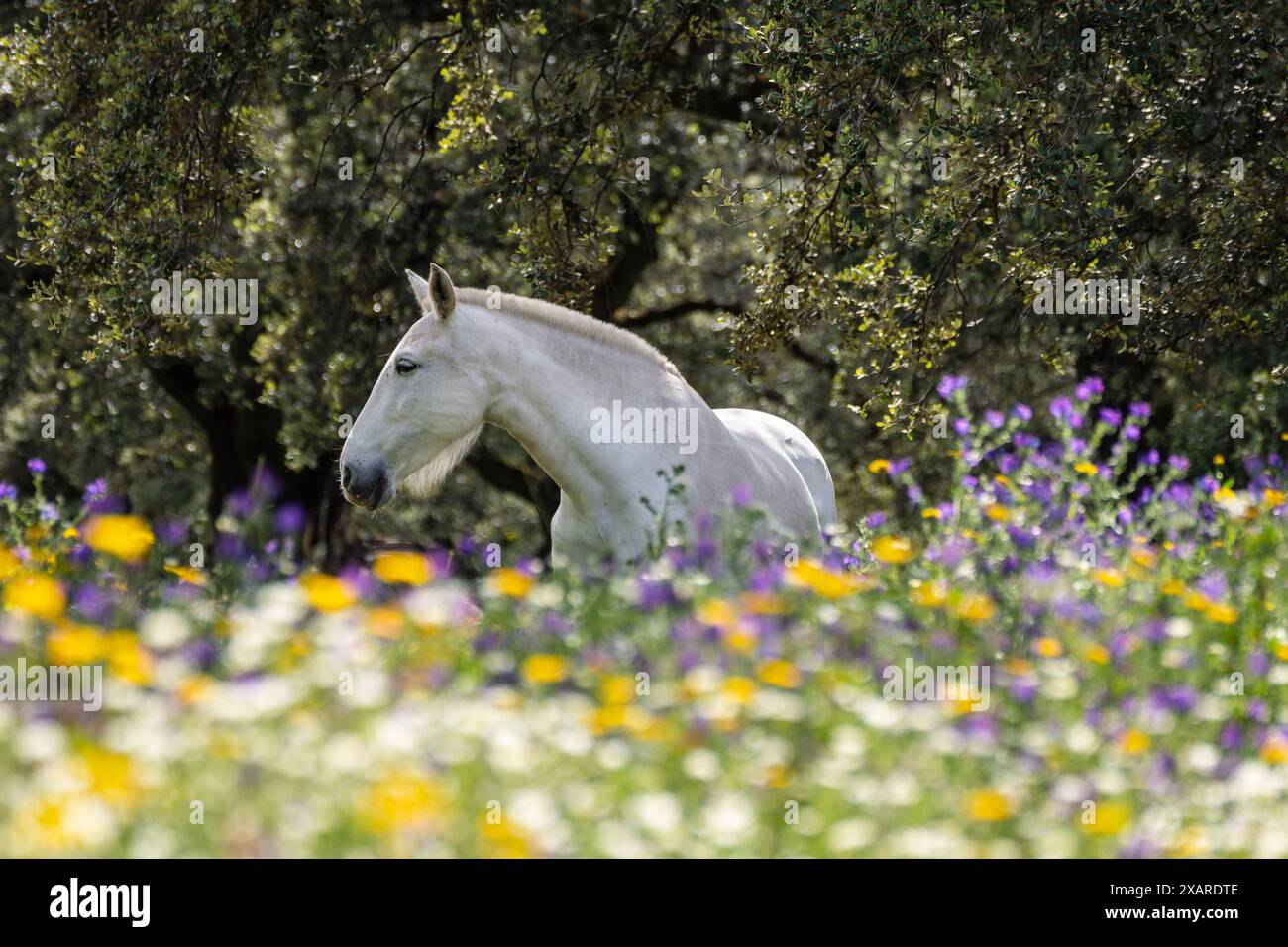 Cavalli in un mare di fiori, Aracena Circular Trail - Monte San Miguel - Aracena - PR-A 49, Cortijo Monte San Miguel, allevamento El Parralejo, Huelva, Andalusia, Spagna. Foto Stock