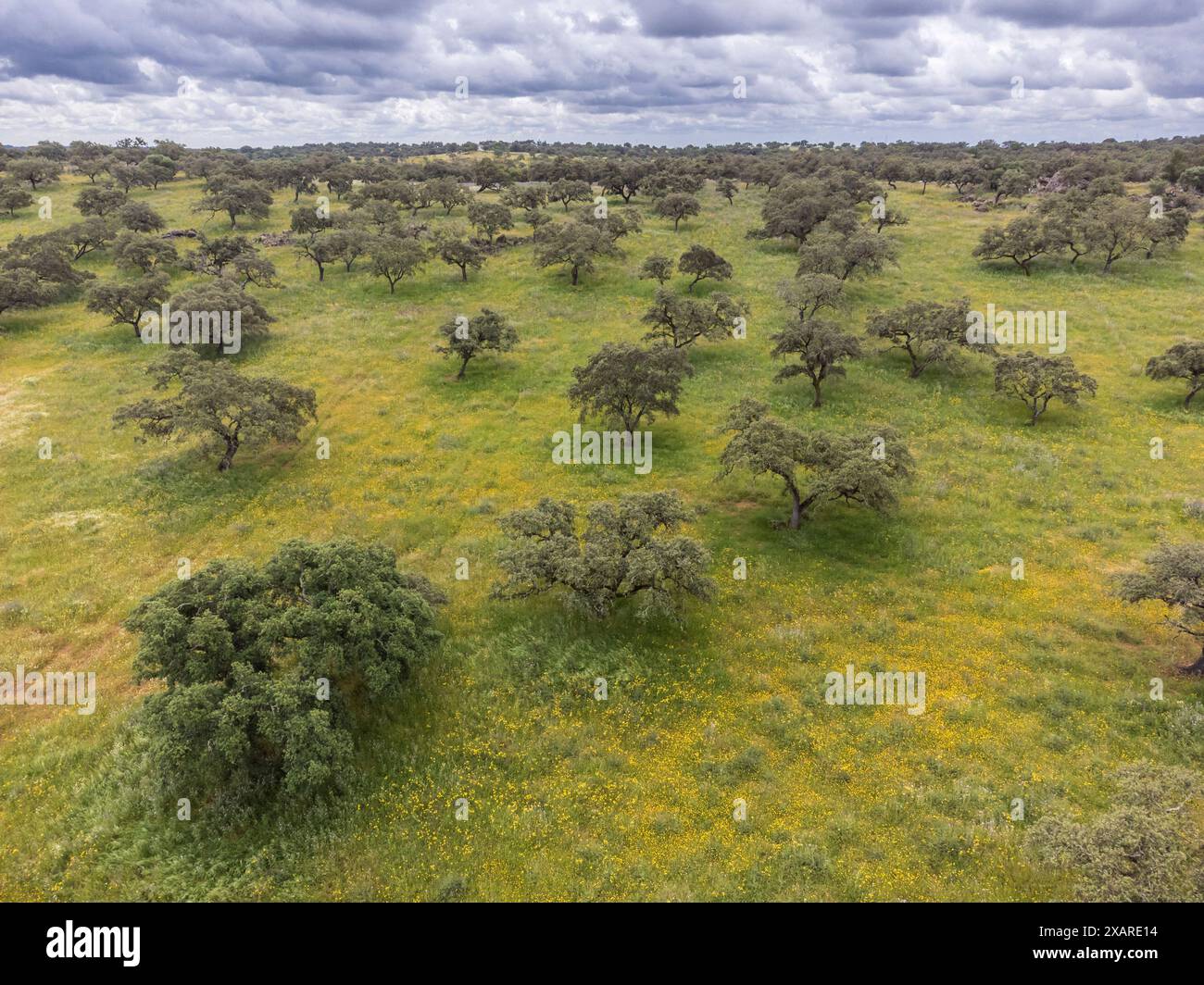 Pascolo tipico, vicino a Valverde del Camino, Campiña Andévalo Commonwealth, Huelva, Andalusia, Spagna. Foto Stock