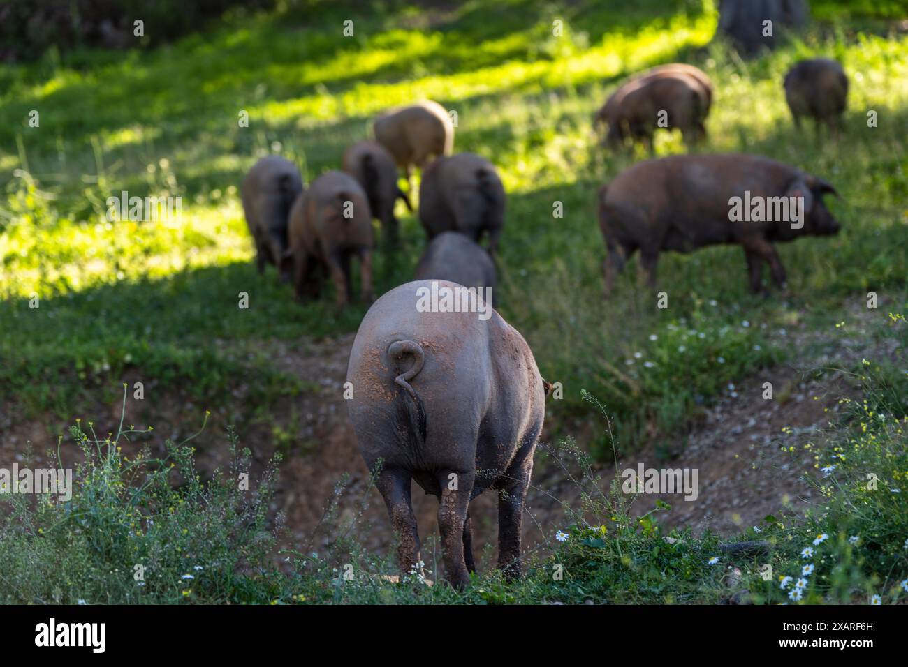 Branco di maiali iberici, Sus scrofa domestica, Sierra Morena, Sierra Norte de Sevilla, provincia di Siviglia, Andalusia. Foto Stock