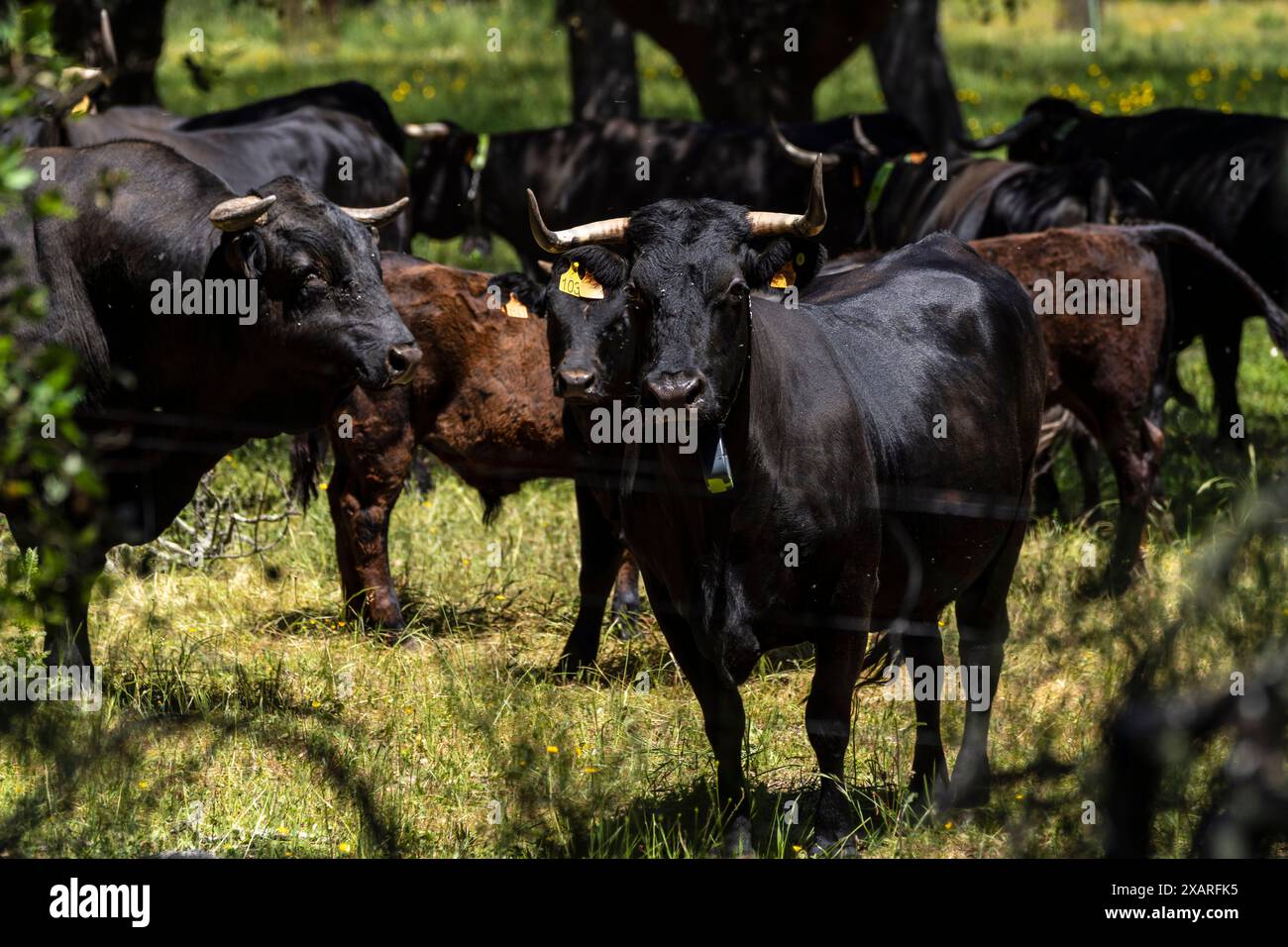 Allevamento di bestiame coraggioso, tori da combattimento, vicino a Cala -Sierra de Los Gabrieles-, Huelva, Andalusia, Spagna. Foto Stock