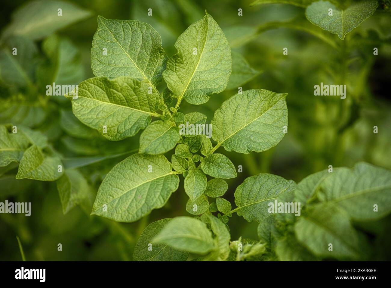 Un colpo ravvicinato di foglie di pianta di patata. Foto Stock