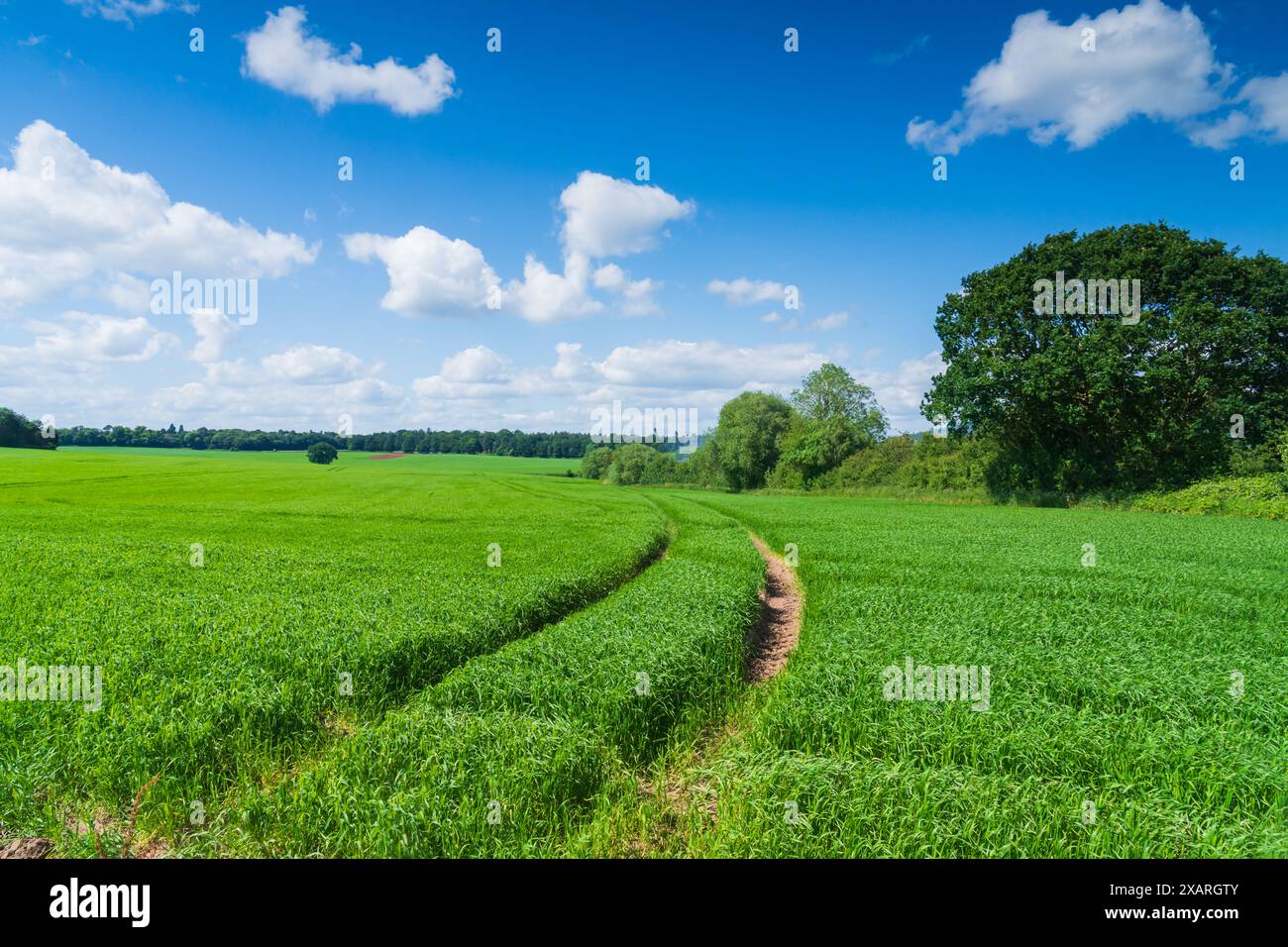 Erba verde in un campo in una bella giornata primaverile nella campagna inglese, Foto Stock