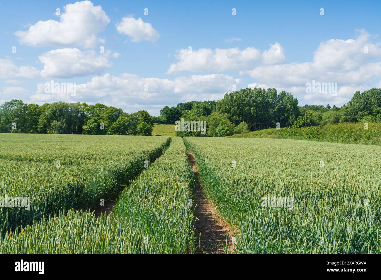 Giovane grano verde in un campo in una splendida giornata primaverile con un sentiero lasciato da un trattore, vista sulla campagna inglese. Con orientamento orizzontale Foto Stock