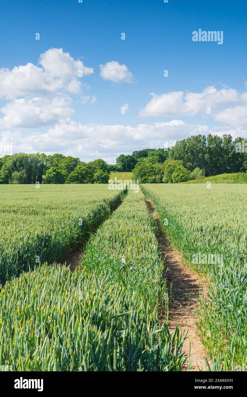 Giovane grano verde in un campo in una splendida giornata primaverile con un sentiero lasciato da un trattore, vista sulla campagna inglese. Con orientamento verticale Foto Stock