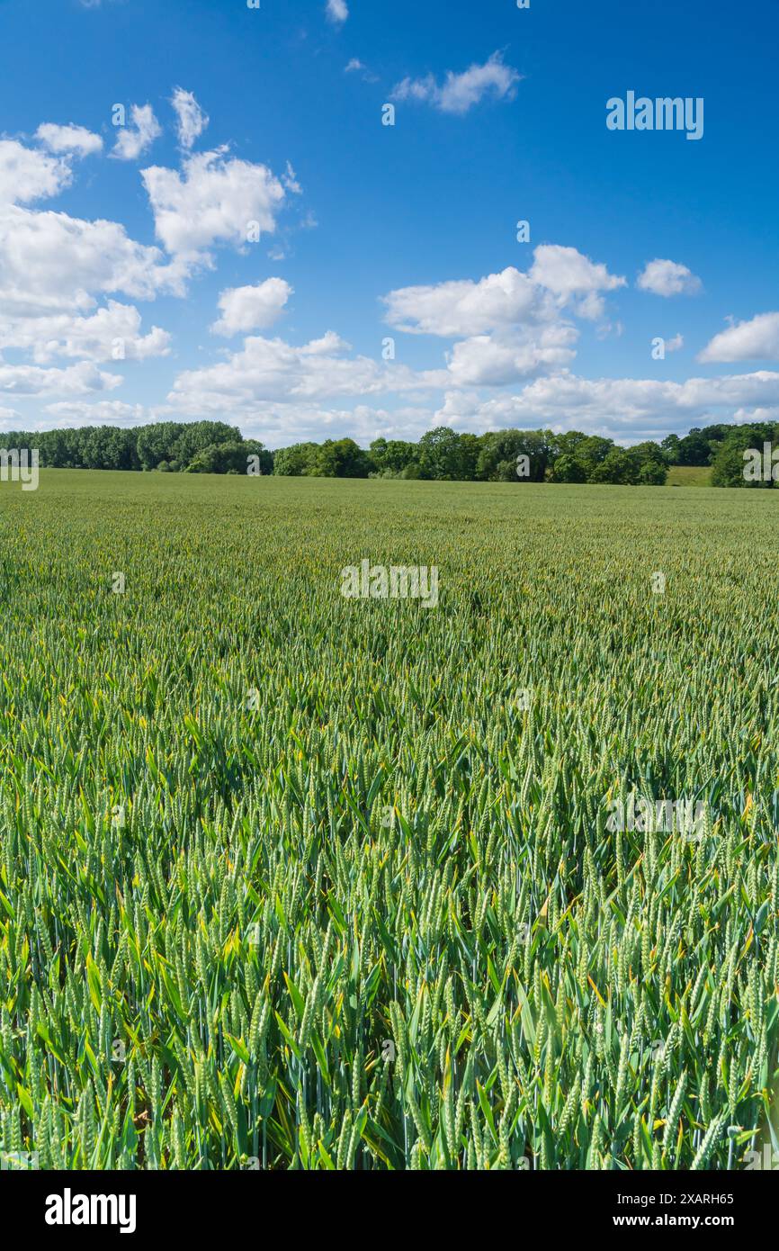 Giovane grano verde in un campo in una splendida giornata primaverile, con vista sulla campagna inglese Foto Stock
