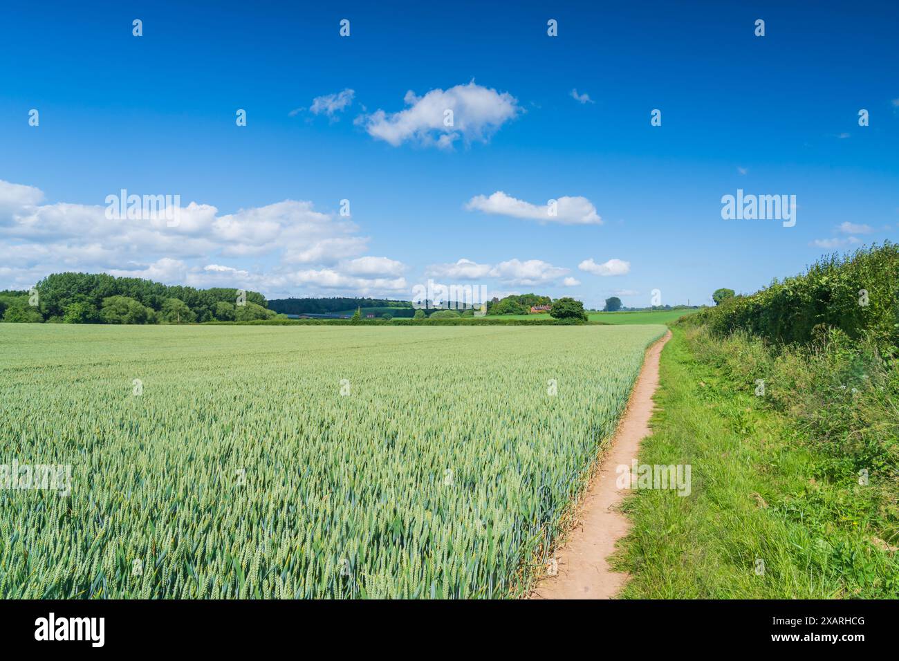 Grano verde coltivato in un campo con sentiero, campagna inglese con orientamento verticale Foto Stock