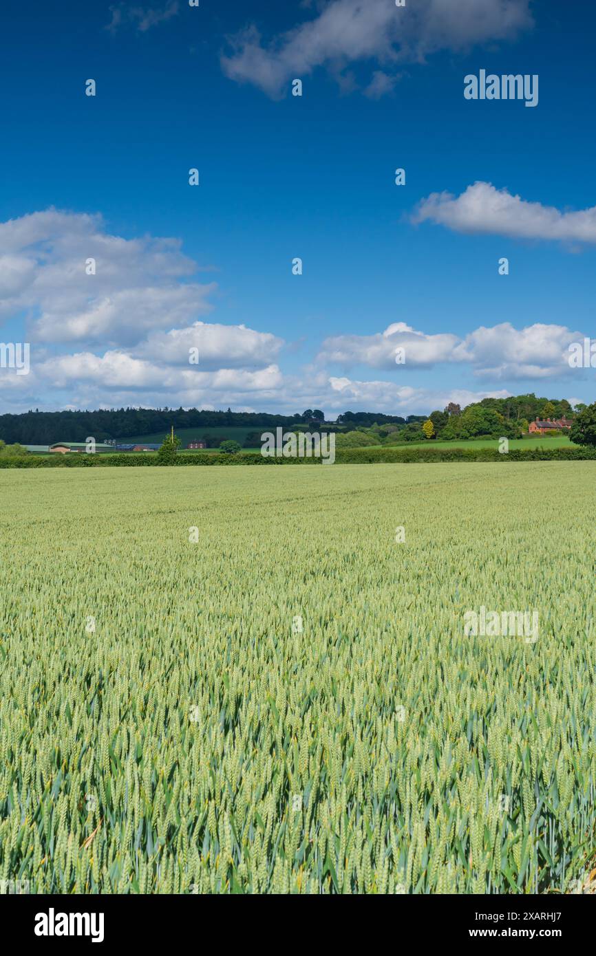 Giovane grano verde in un campo in una splendida giornata primaverile, vista della campagna inglese con orientamento verticale Foto Stock